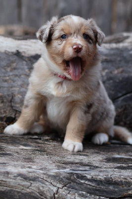 CHIOT 4 ALEXA