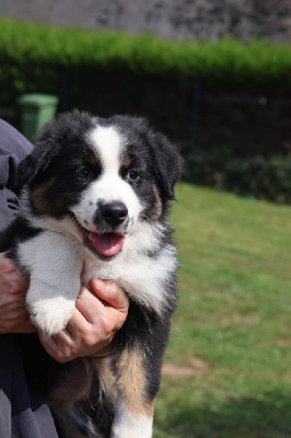 CHIOT 1 ARTAHE