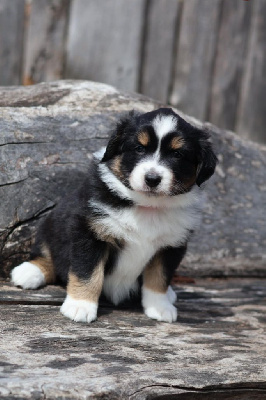 CHIOT 3 ANDEÏS