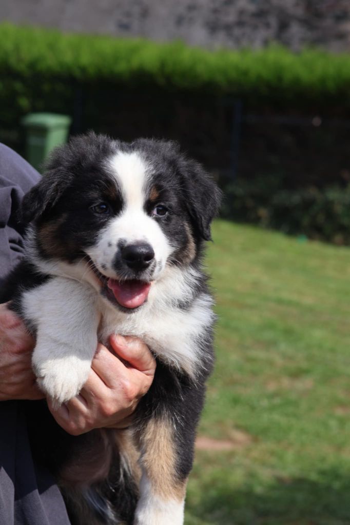 Nathalie Becker - Chiots disponibles - Berger Australien